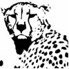 Wildlife Prints & Fauna Art on Canvas